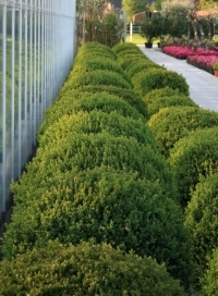 Buxus