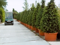 Buxus